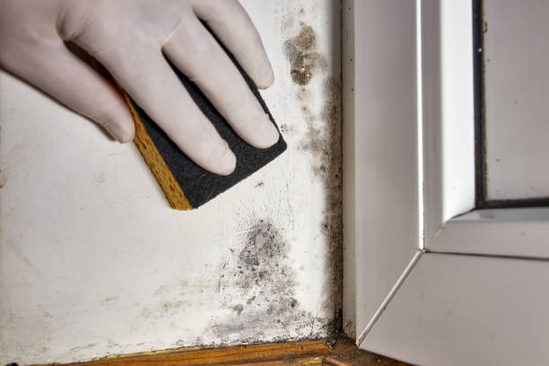 Best Residential Mold Inspection & Testing  in Lumbine Valley, CO